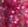 7042 Fucsia